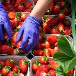 Fruit-Picking Jobs in UK With Visa Sponsorship For Foreigners