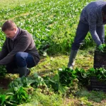 Vegetable Harvester Jobs in Canada With Visa Sponsorship For Foreigners