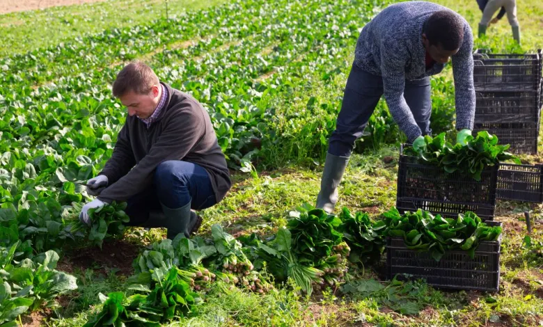 Vegetable Harvester Jobs in Canada With Visa Sponsorship For Foreigners