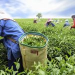 Vegetable Harvester Jobs in UK With Visa Sponsorship For Foreigners