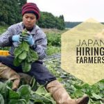 Visa Sponsored Japanese Farming Jobs 2023